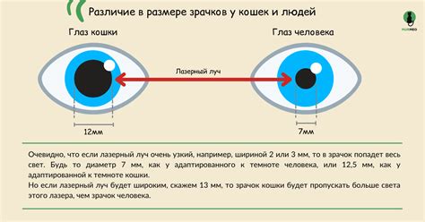 Регуляция размера зрачков у кошек