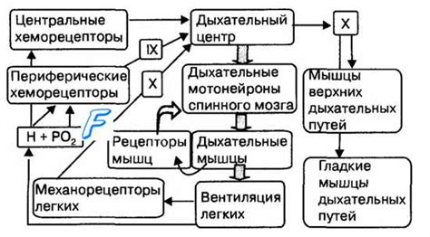 Регуляция системы вентиляции