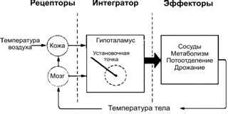 Регуляция температуры тела мозгом