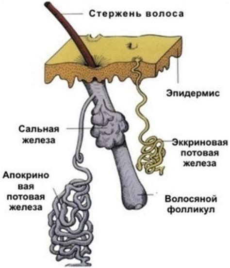 Регуляция тепла через потовые железы