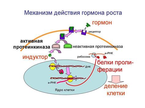 Регуляция уровня допамина и гормона роста в организме