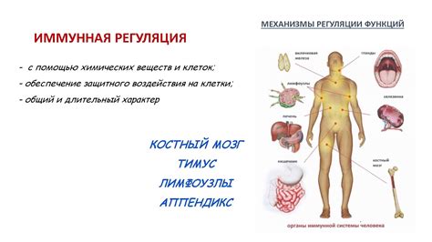 Регуляция функций организма