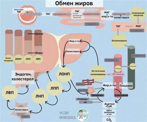 Регуляция энергетической функции