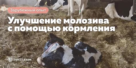 Режим кормления для стимуляции молозива