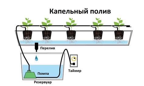 Режим полива в зимнее время