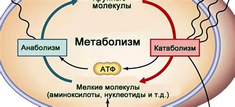 Режим сна и его влияние на метаболизм