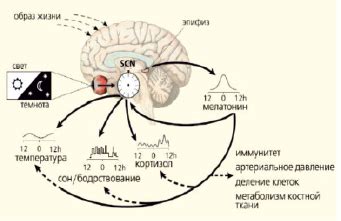 Режим сна и синхронизация хромосом