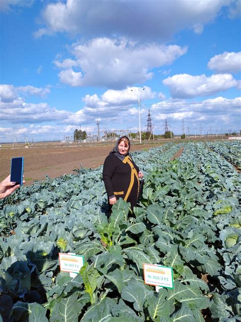 Результаты исследования капусты как пищевого продукта