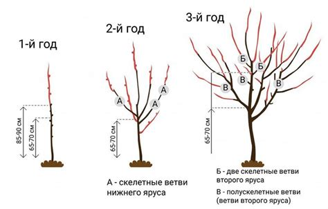 Результаты обрезки макушки вишни