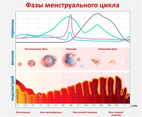 Рекомендации для улучшения состояния во время цикла 38 дней