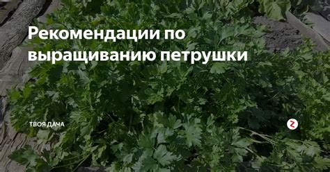 Рекомендации по использованию петрушки