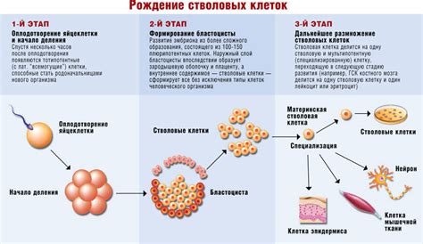 Рекомендации по режиму питания для укрепления стволовых клеток