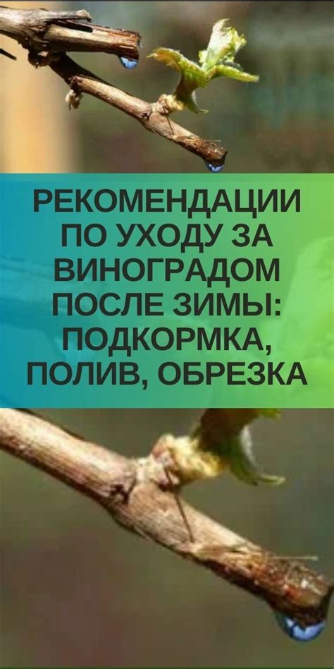 Рекомендации по уходу за оборудованием после рубки деревьев