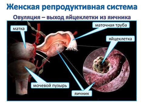 Репродуктивная система и эмоциональная связь