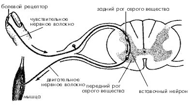 Рефлексная реакция организма