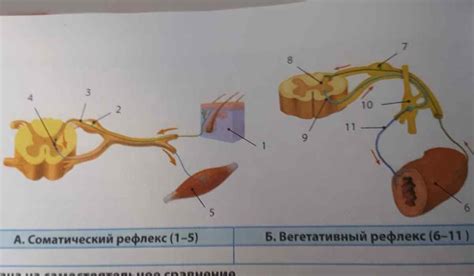 Рефлексы и их роль