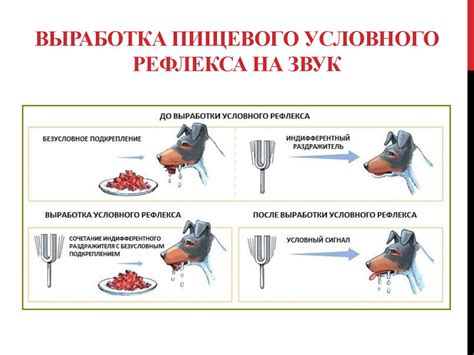 Рефлексы пищеварения и их формирование