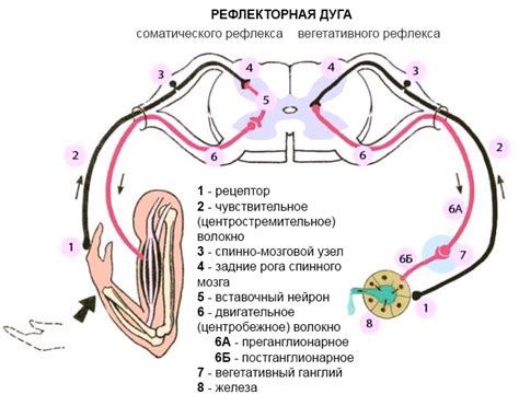 Рефлекторная дуга: