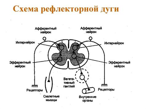 Рефлекторная дуга в физике для 8 класса