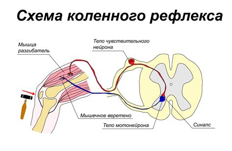 Рефлекторная дуга и нейронные связи