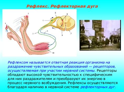 Рефлекторная реакция на приятные ощущения