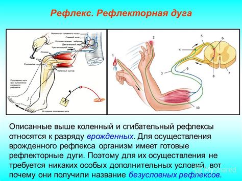 Рефлекторная реакция организма