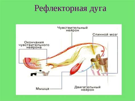 Рефлекторная реакция языка на раздражение пищей