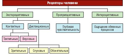 Рецепторы и их реакция на пыль