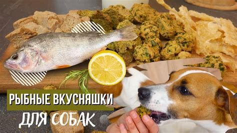 Рецепты лакомств для собак дома