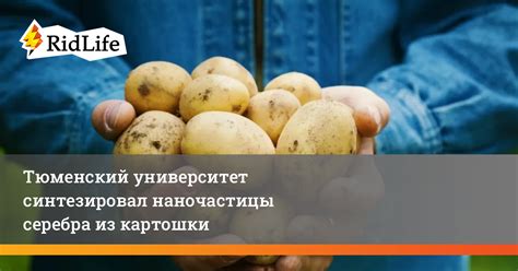 Рецепт использования картошки для очистки серебра