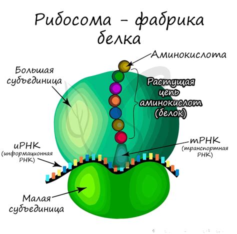 Рибосомы