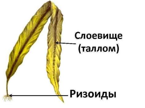 Ризоиды: определение и роль