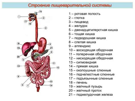 Риски для пищеварительной системы: