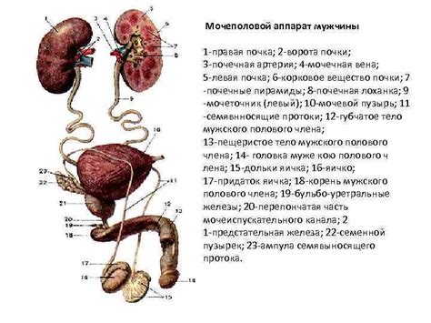 Риск заболевания мочеиспускательной системы