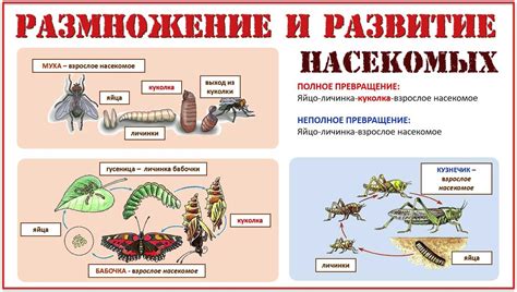 Риск размножения насекомых