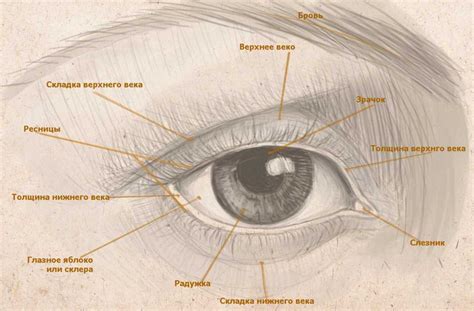 Рисование глаз и глазных век