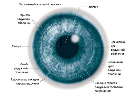 Рисование зрачка и радужной оболочки