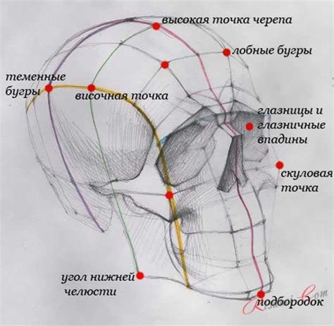 Рисование основы черепа