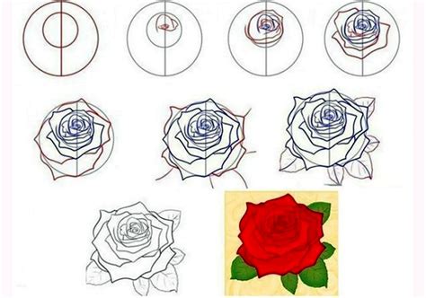 Рисование розы: пошаговое руководство