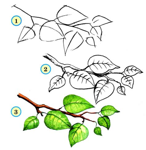 Рисование стебля и веток