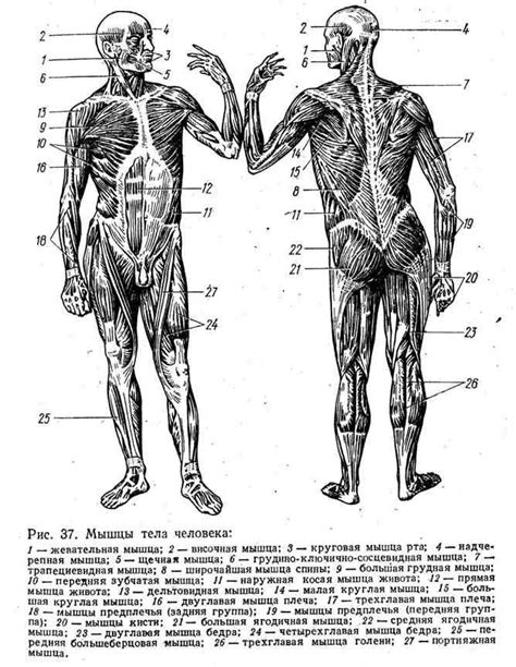 Рисование туловища и конечностей