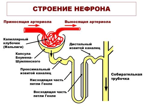 Рисуем главные компоненты нефрона