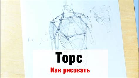 Рисуем голову и торс