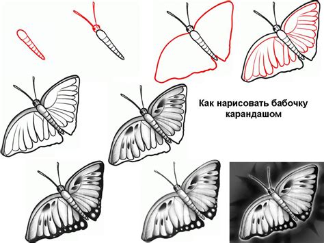 Рисуем крылья бабочки