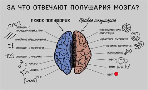 Рисуем полушария мозга