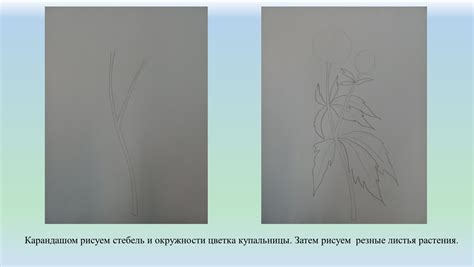 Рисуем стебель и лепестки