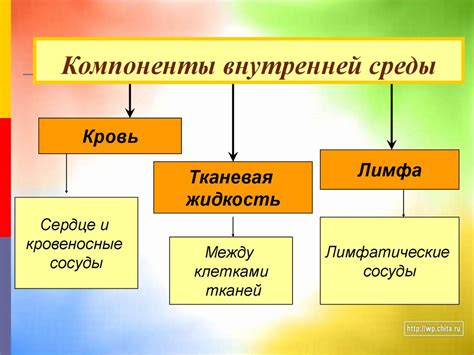 Ритмы организма и внешняя среда