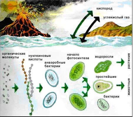 Родинка: происхождение и возникновение