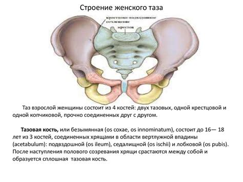 Роды и изменения веса костей таза