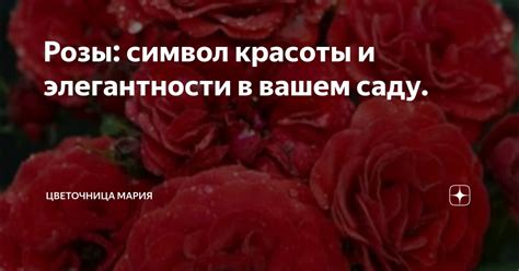 Розы – символ силы и красоты